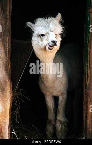 What a great alpaca, cute little animal Photographed in Hungary, baby alpaca Stock Photo