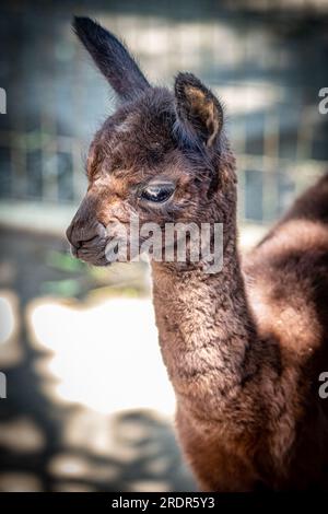 What a great alpaca, cute little animal Photographed in Hungary, baby alpaca Stock Photo