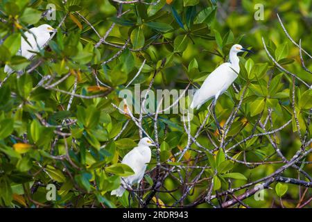 Snowy Egrets, Egretta thula, in the mangrove forest at Coiba national park, Pacific ocean, Veraguas province, Republic of Panama, Central America. Stock Photo