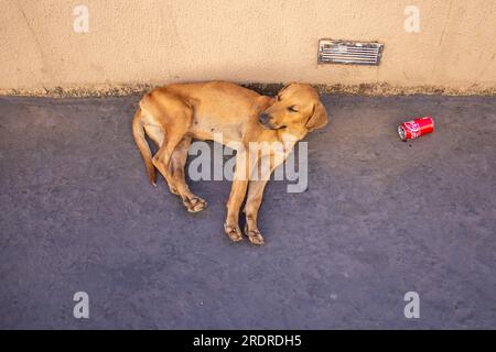 Trindade, Goias, Brazil – June 30, 2023: A brown dog, abandoned, sad, lying and sleeping on the floor of a staircase. Stock Photo