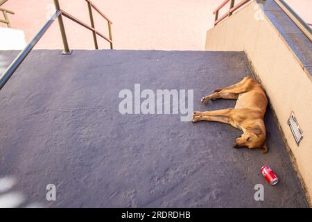 Trindade, Goias, Brazil – June 30, 2023: A brown dog, abandoned, sad, lying and sleeping on the floor of a staircase. Stock Photo