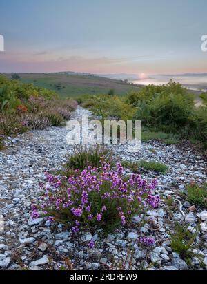 A purple heather plant in a white gravel path with ferns going into the distance and sun is rising over hills in the distance in the New Forest Hampsh Stock Photo