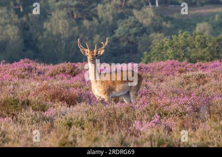 A large single fallow deer standing in heather lit by early morning sun with trees and bushes behind all in the New Forest, Hampshire, UK Stock Photo