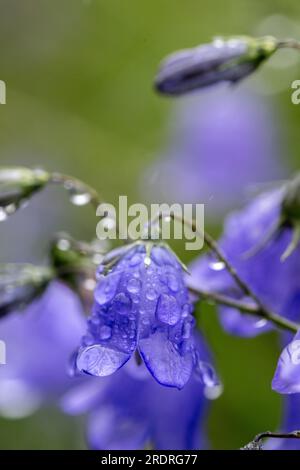 Harebells, Campanula rotundifolia,  in a wildflower meadow covered in gentle rainfall. Yorkshire Dales, UK. Stock Photo