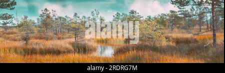 Bright Dramatic Sky Above Wetland. Panoramic View On Natural Swamp. Nature Reserve At Autumn Sunny Day. Coniferous Trees At Bog Stock Photo