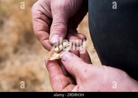 Riedbach, Germany. 23rd July, 2023. A farmer checks the fruit while threshing peas. Credit: Daniel Vogl/dpa/Alamy Live News Stock Photo