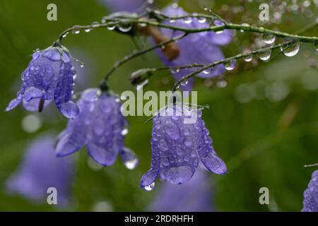 Harebells, Campanula rotundifolia,  in a wildflower meadow covered in gentle rainfall. Yorkshire Dales, UK. Stock Photo