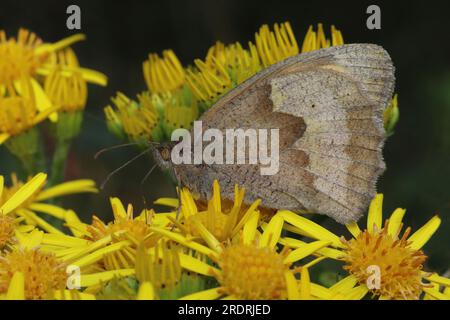Meadow Brown Maniola jurtina on Oxford Ragwort Senecio squalidus Stock Photo