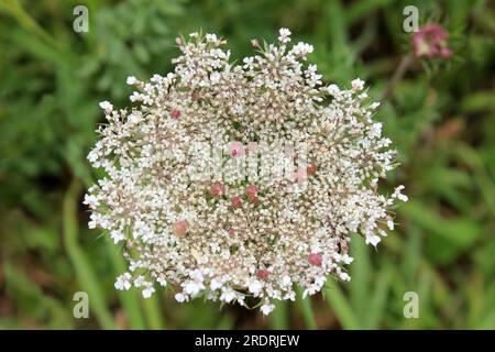 Wild Carrot - Daucus carota. Usually has one red flower in the centre. This umbel has numerous Stock Photo
