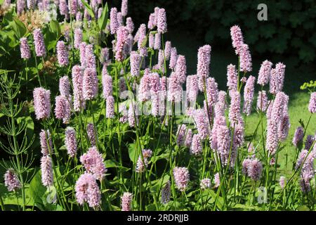 Common Bistort - Persicaria bistorta 'Superba' Stock Photo