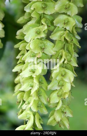 Caucasian Wingnut a.k.a. Caucasian Walnut - Pterocarya fraxinifolia Stock Photo
