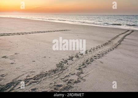 Isle of Palms, United States of America. 23 July, 2023. The tracks left behind in the sand from an endangered loggerhead sea turtle as it crawled ashore to nest near the dunes at dawn, July 23, 2023 in Isle of Palms, South Carolina. Sea turtles come ashore at night during the spring and summer months and lay their eggs in nests in the sand dunes along the beach. Credit: Richard Ellis/Richard Ellis/Alamy Live News Stock Photo