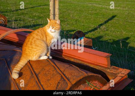 Tabby and white cat in the countryside. Stock Photo