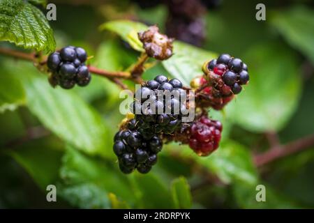 Wild blackberries. Stock Photo