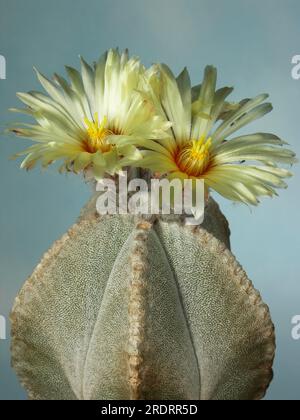 Astrophytum coahuilense hi-res stock photography and images - Alamy