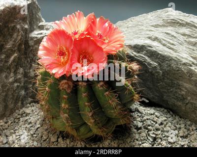 Notocactus ottonis v. venclusianus Stock Photo
