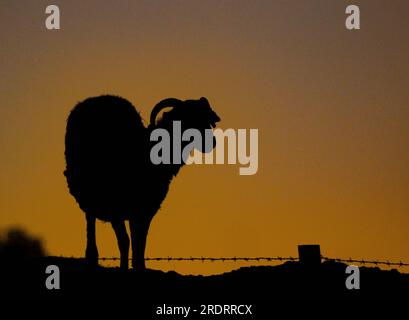 A silhouette of a sheep glowing against a colourful sky  in  the early morning sun. Yorkshire Moors , UK Stock Photo
