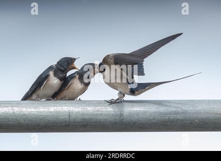 An action shot of a pair of young swallows (Hirundo rustica), newly fledged. Being constantly fed by the exhausted adult. Suffolk, UK . Stock Photo