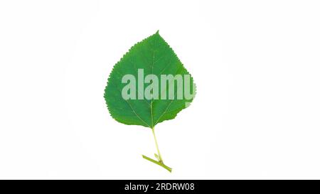 Sahtut or mulberry tree scientific name Morus alba leaf isolated over white background Stock Photo