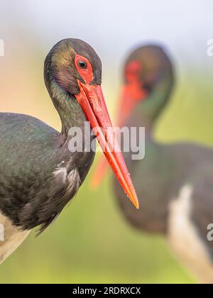 Black stork (Ciconia nigra) pair of birds in natural habitat. Hungary. Wildlife scene of nature in Europe. Stock Photo