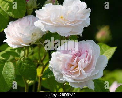 Rosa Belle Isis Stock Photo - Alamy