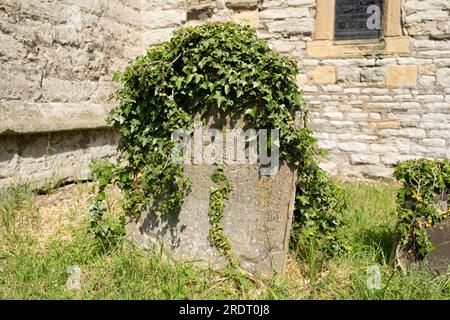 Green ivy growing on an old concrete headstone on the church yard of St Giles Church in the village of Cromwell, Nottinghamshire Stock Photo