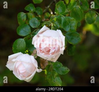 Rosa 'New Dawn' Stock Photo