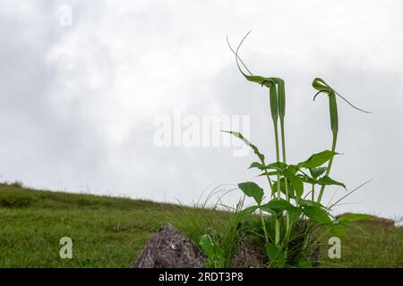 ARISAEMA TORTUOSUM, wild mountain plant located in top peak of himalyan mountain Stock Photo
