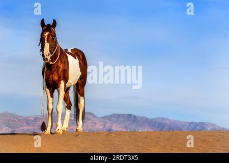 A painted horse roams through the American desert by itself Stock Photo