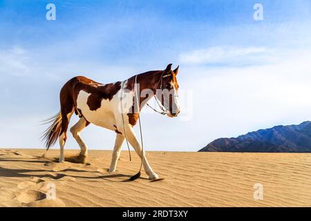 A painted horse roams through the American desert by itself Stock Photo