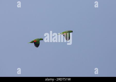 A pair of Red-lored Parrots, Amazona autumnalis, in flight over the rainforest of Soberania national park, Colon province, Republic of Panama. Stock Photo