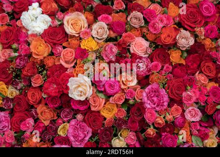 Rose background. Colorful flowers wall background with amazing roses.   Blooming roses festive background, bouquet floral card. Fresh beautiful roses, Stock Photo