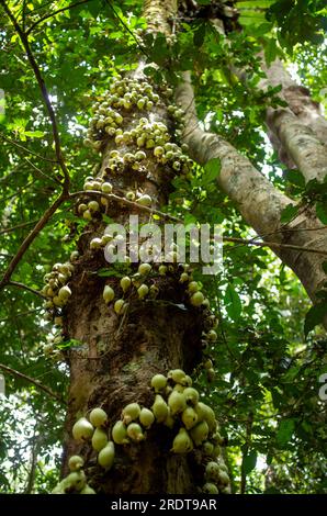 Phaleria clerodendron,  scented daphne, scented phaleria, rosy apple, with fruit on trunk, cauliflory, Malanda, Australia. Stock Photo