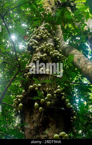 Phaleria clerodendron,  scented daphne, scented phaleria, rosy apple, with fruit on trunk, cauliflory, Malanda, Australia. Stock Photo