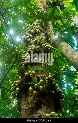 Phaleria clerodendron,  scented daphne, scented phaleria, rosy apple, with fruit on trunk, cauliflory, Malanda, Australia. Stock Photo