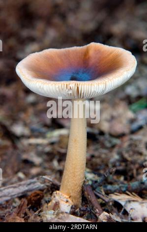 Orange Grisette (Amanita crocea), Netherlands Stock Photo