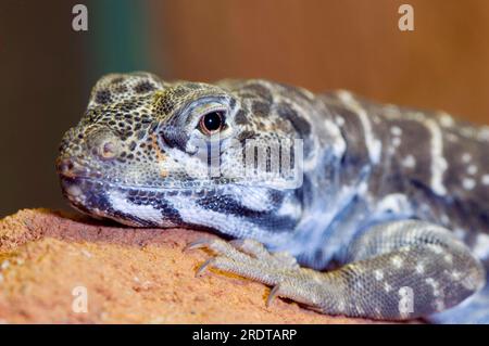 African Spiny-tailed Lizard, Dabbs Mastigure, agamids (Agama) (Uromastyx acanthinurus) Stock Photo