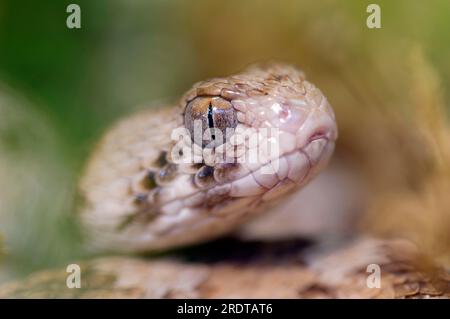 Saw-Scaled Viper (Echis carinatus), Carpet Viper Stock Photo