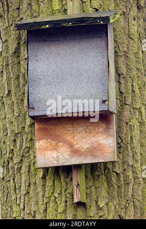 Bat box on tree, North Rhine-Westphalia, Germany Stock Photo