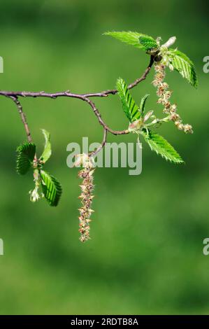 Hornbeam, male inflorescences in spring, North Rhine-Westphalia, european hornbeam (Carpinus betulus), Germany Stock Photo