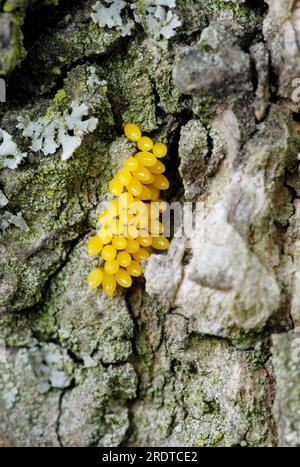 Seven-spot Ladybird (Coccinella septempunctata), eggs, North Rhine-Westphalia, Germany Stock Photo
