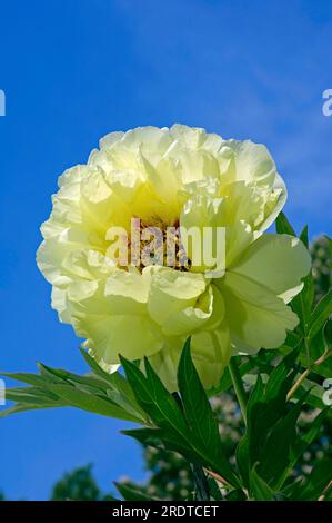 Yellow Tree Peony (Paeonia lutea) Stock Photo