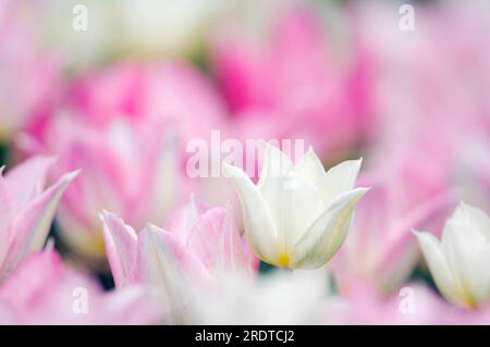 Van duc hi-res stock photography and images - Alamy