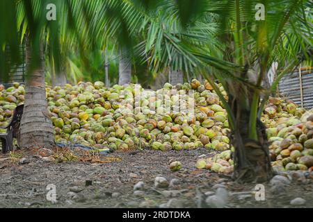 Coconut in a row on the plantation. Coconut plantation in Sri Lanka Stock Photo