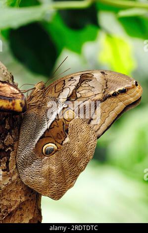 Bamboo butterfly (Eryphanis polyxena), Purple-Mort blue, Owl butterfly Stock Photo