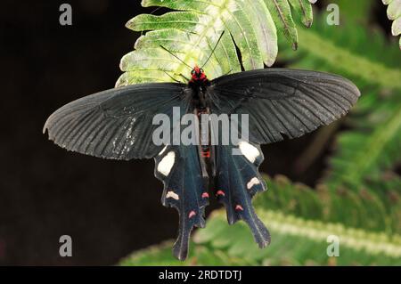 Red Helen (Papilio helenus) Stock Photo