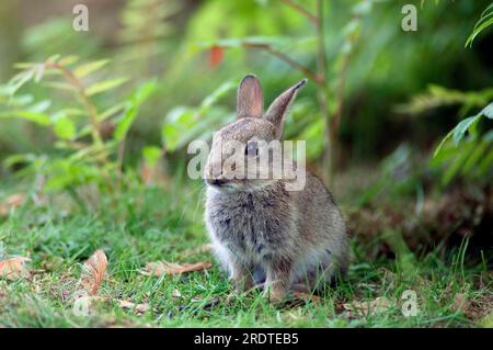 European Rabbit (Oryctolagus cuniculus), North Rhine-Westphalia, Germany Stock Photo