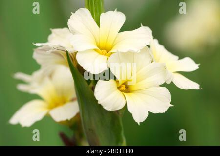 Yellow pale yellow-eyed-grass (Sisyrinchium striatum), satin flower Stock Photo