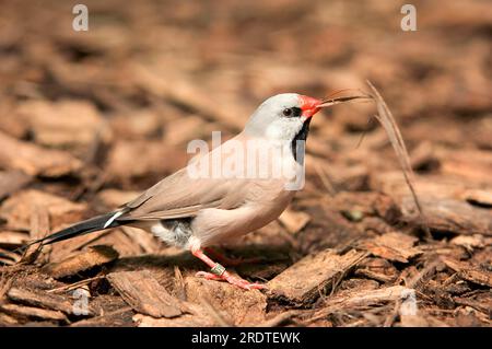 Heck's Shaftail (Poephila acuticauda hecki), Shafttail Finch, Long Tailed Grassfinch, Red-billed Shaftail Stock Photo