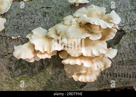 Pale indian oyster (Pleurotus pulmonarius), summer oyster, Netherlands Stock Photo